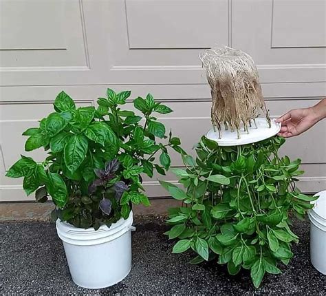 Hydroponic Systems DIY 的图像结果