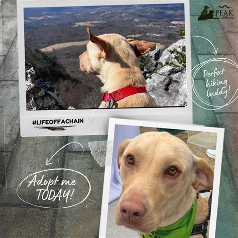 Peak Lab Rescue (@peaklabrescue) • Instagram photos and videos