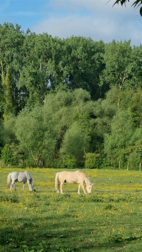 Image result for Forest Animation