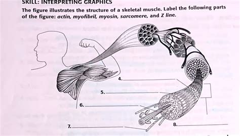 Image result for Z-Line Muscle Cell