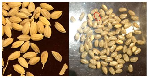 Exergetic, Energetic, and Quality Performance Evaluation of Paddy ...