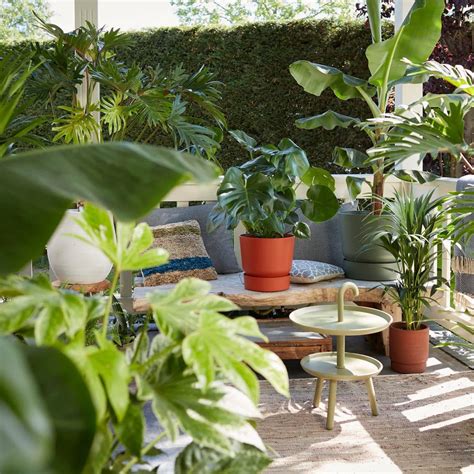 How To Save Your Plants With Summer Heat – unlimitedgreens