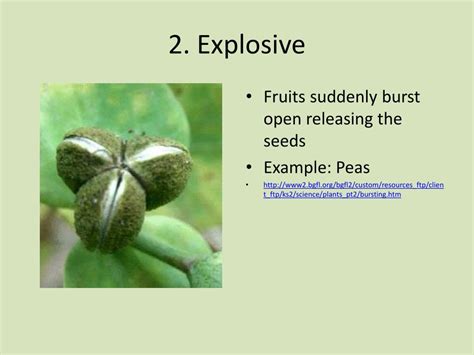 Seed Dispersal Examples 的图像结果