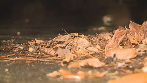 Milwaukee leaf collection deadline extended to Nov. 20 | FOX6 Milwaukee