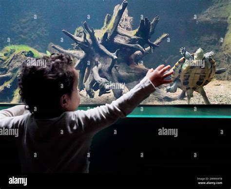 Two year old Kaiyan Tapley reaches out towards a Vietnamese pond turtle, one of the most ...