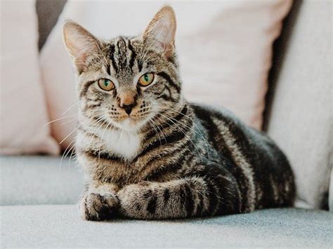 Cat with 9 lives | Miracle cat 'Jaffa Cake' survives fall from 18th ...