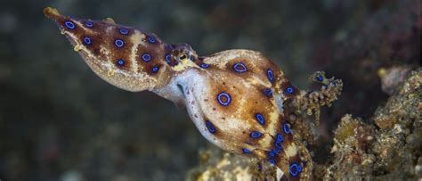 Blue-Ringed Octopus Venom 的图像结果