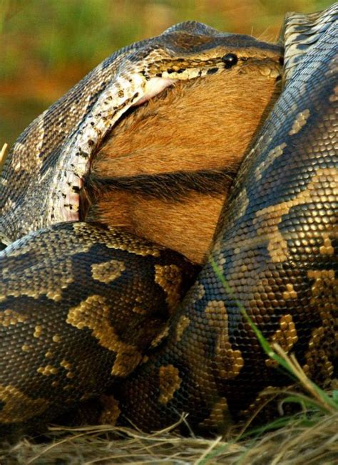 Image result for Python's Eating Large Prey