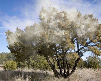 Image result for Juniper Tree Pollen Exploding