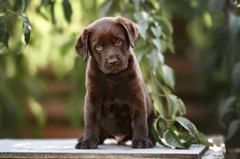 8 Best Labrador Breeders In Florida