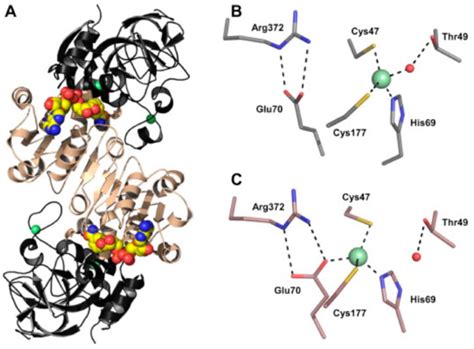 The Physiological Implications of S-Nitrosoglutathione Reductase (GSNOR ...