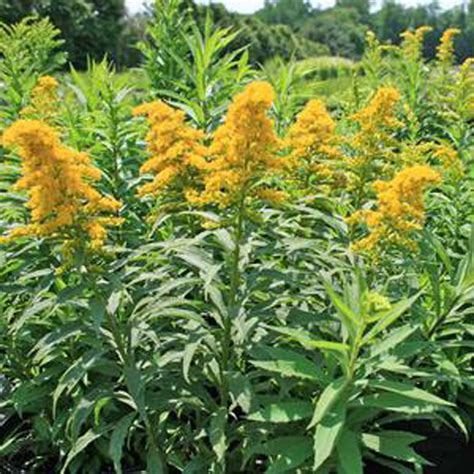Solidago Goldenrod Baby Gold – Green Valley Garden Centre