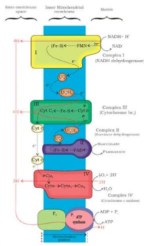 Overview of Electron Transport System: Key Steps & Functions