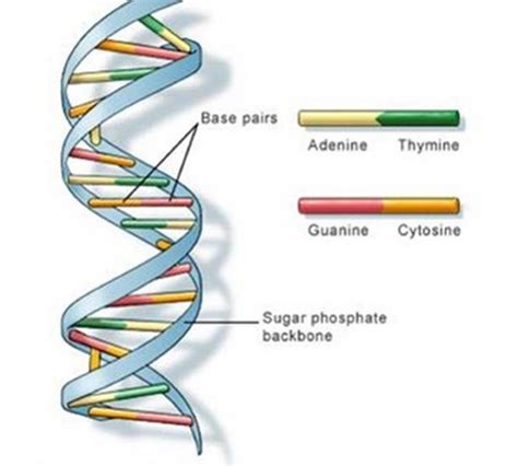 Image result for DNA Basics Explained