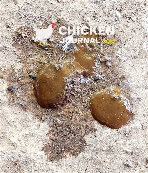 Image result for Normal Chicken Poop