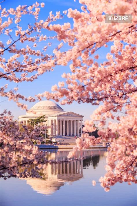 Bing Wallpaper Cherry Blossom 的图像结果