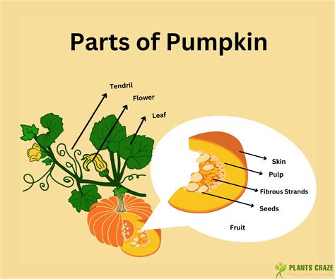 What Part of The Plant is a Pumpkin [Confusion Solved]