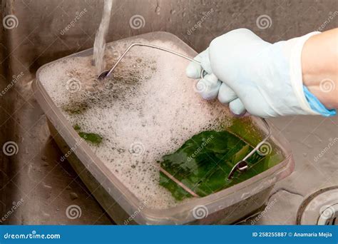 Image result for Microscope Staining