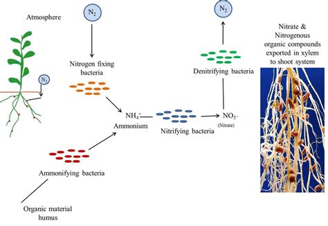 Image result for Nitrogen Fixation Process