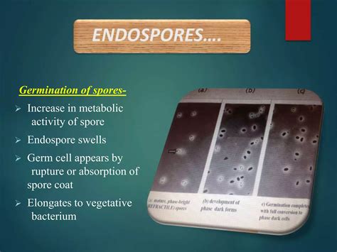 Spore staining methods | PPTX