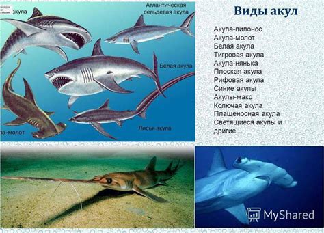 Акула - млекопитающее или рыба, описание, внешний вид