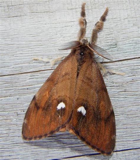 Image result for Moth Moth and Rust