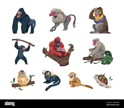 Monkeys collection. Cartoon ape characters in different poses, species ...