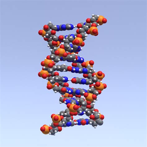 Dna Double Helix 3d Model