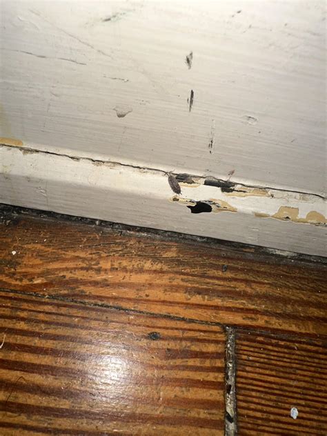 Ohio - on water damaged floor : r/bugidentification