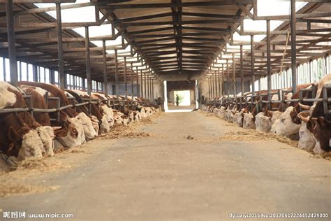 肉牛养殖场摄影图__家禽家畜_生物世界_摄影图库_昵图网nipic.com