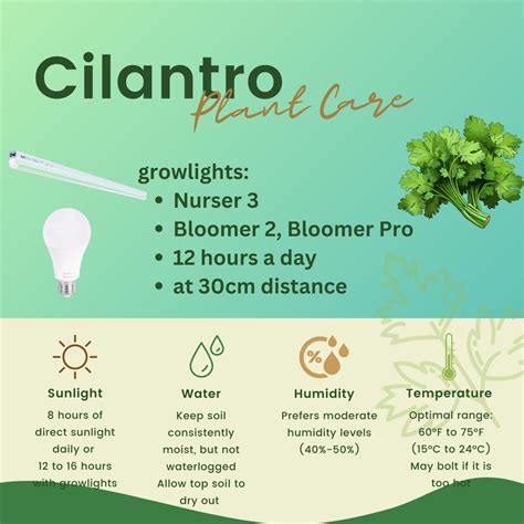 Ultimate Cilantro Plant Care Guide: Expert Tips and Benefits of Grow L – HortiPower