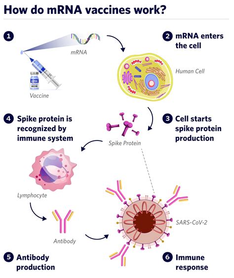 How vaccines work - Beyond