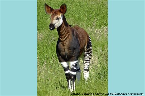 Okapi 的图像结果