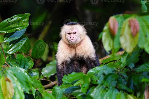 The Colombian white-faced capuchin, Cebus capucinus, or white-headed ...