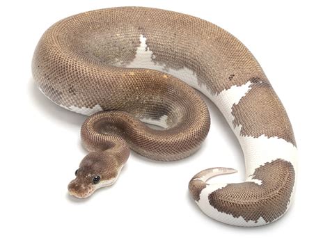 Image result for Fire Pastel Ball Python
