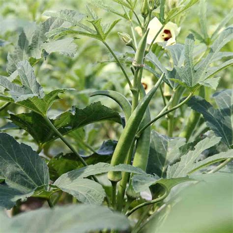 Clemson Spineless 80 Heirloom Okra Seeds | Terroir Seeds