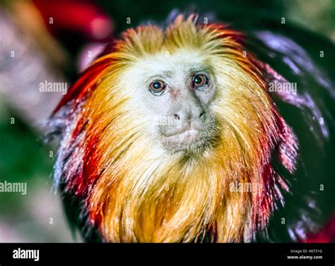 golden lion tamarin,Leontopithecus rosalia, also known as the golden ...