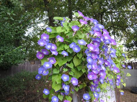 What Do Morning Glory Vines Look Like at Lindsay Johnson blog