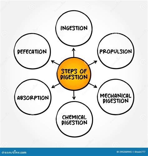 Digestive System Process Step by Step 的图像结果