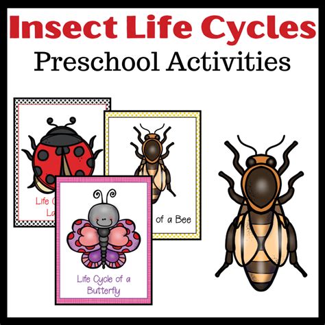 Life Cycle of Insects for Preschool – Homeschool Preschool Shop