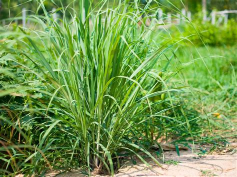 What Is Lemongrass