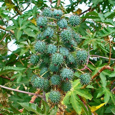 Buy Ricinus Communis, Castor Oil Plant, Arandi - 0.5 kg Seeds online ...