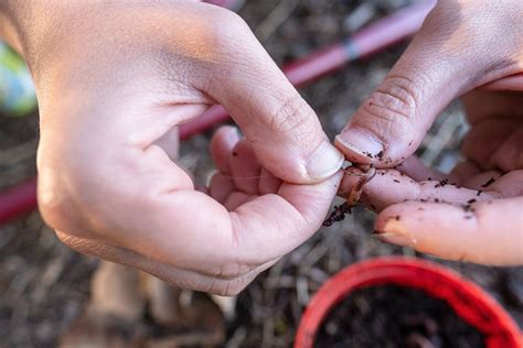 Worm Farm Kit: Everything You Need for Easy Worm Composting at Home ...