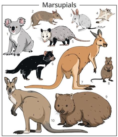 What are Marsupials? | Twinkl Teaching Wiki - Twinkl