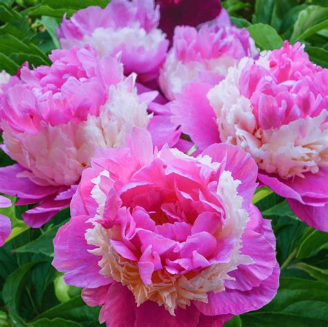 6 Gorgeous Peony Colors to Grow in Your Garden - Birds and Blooms