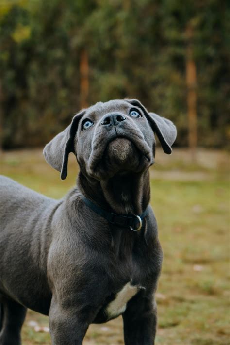 Grey Cane Corso With Blue Eyes