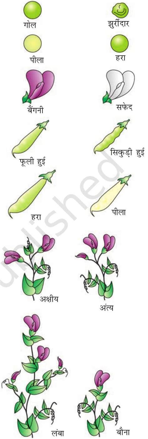 SATHEE: Principles Of Inheritance And Variation