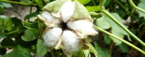Welcome to RSMANDHANA TRADECO PRIVATE LIMITED:::::A leading cotton ...