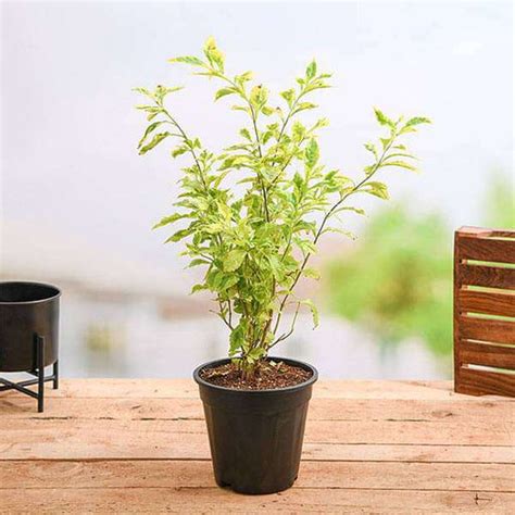 Buy Duranta Plants online from Nurserylive at lowest price.