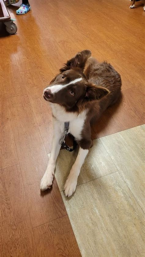 Household Obedience 1 Class (suitable for dogs 6 months and older ...